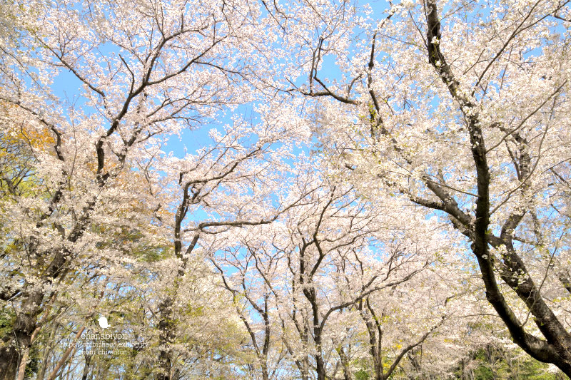 マイフィールドの桜_c0319774_01372572.jpg