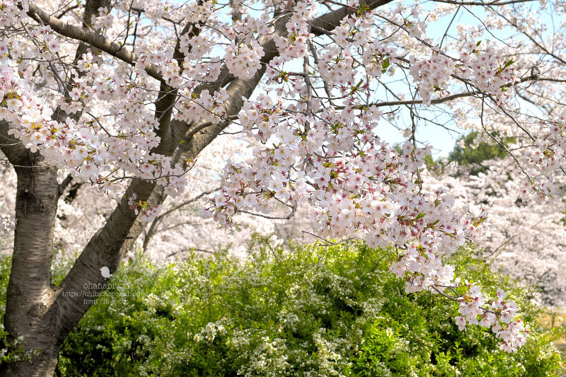 マイフィールドの桜_c0319774_01375167.jpg