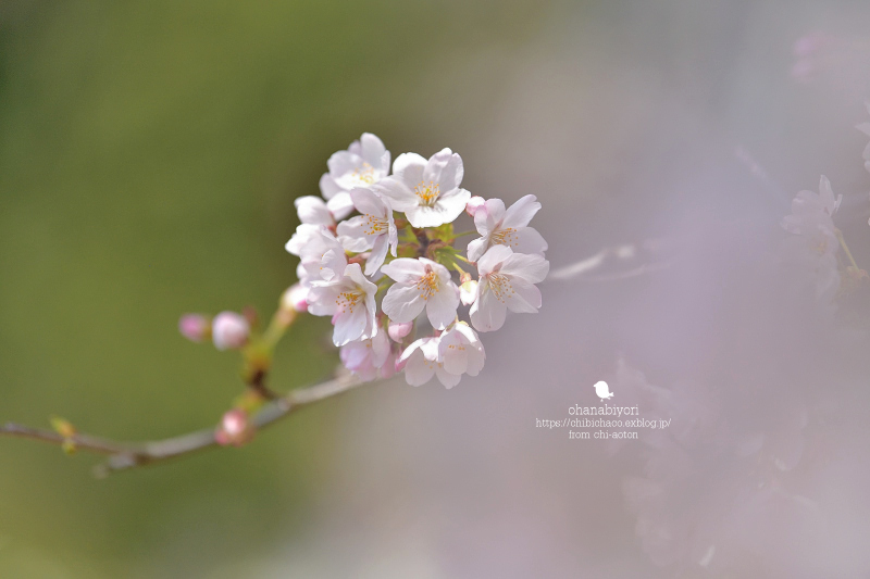 マイフィールドの桜_c0319774_01381325.jpg