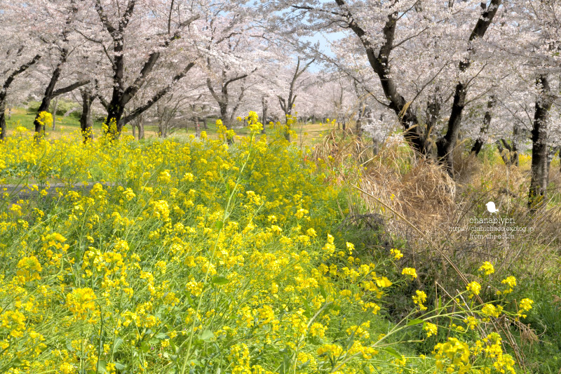マイフィールドの桜_c0319774_01384831.jpg