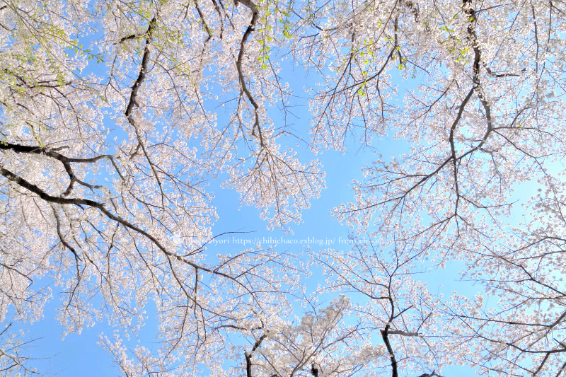マイフィールドの桜_c0319774_01391610.jpg