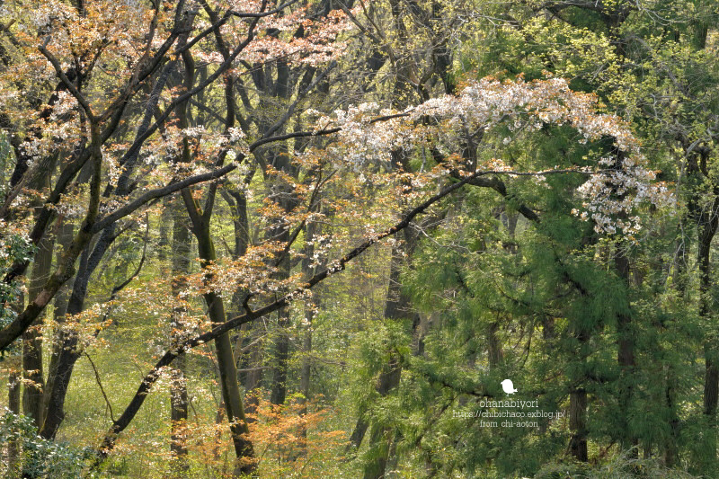 カラフル_c0319774_15553388.jpg