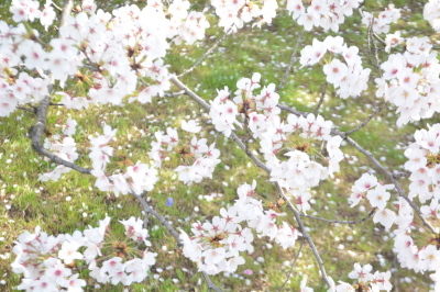 THE WILD CHERRY BLOSSOM FAIRY_a0252678_07535383.jpg