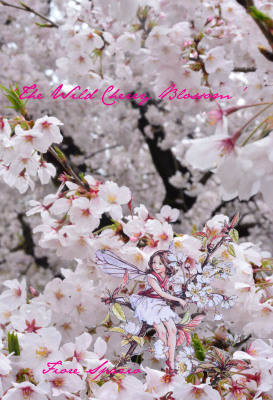 THE WILD CHERRY BLOSSOM FAIRY_a0252678_08261751.jpg