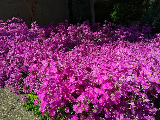 なんのお花?_b0117785_16313059.jpg