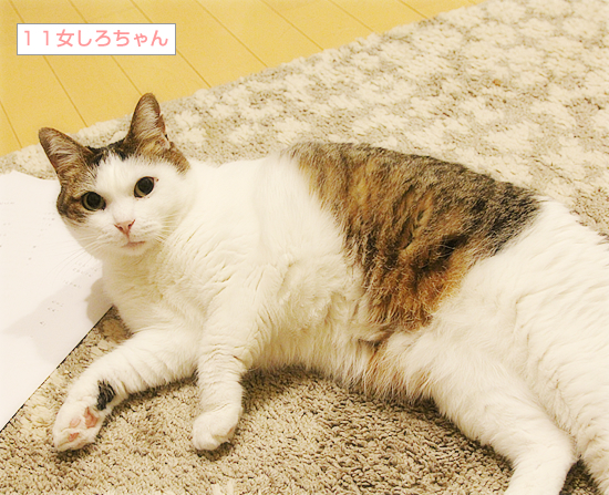 しろちゃんの怒り_a0389088_04144041.jpg