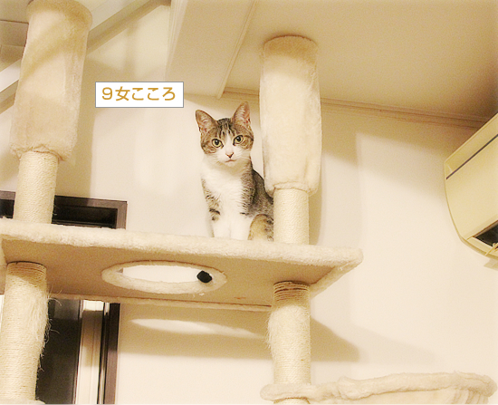 しろちゃんの怒り_a0389088_04144085.jpg