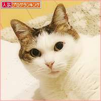 しろちゃんの怒り_a0389088_04144128.jpg
