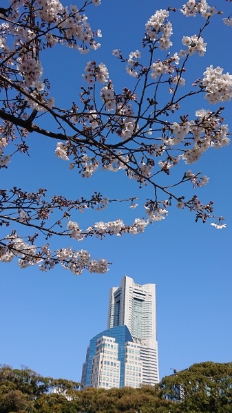 今年の桜_f0110488_12524999.jpg