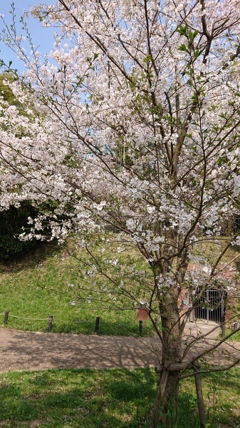 今年の桜_f0110488_12550415.jpg