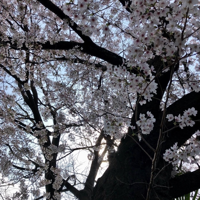 2年目の桜_a0129492_17365845.jpeg