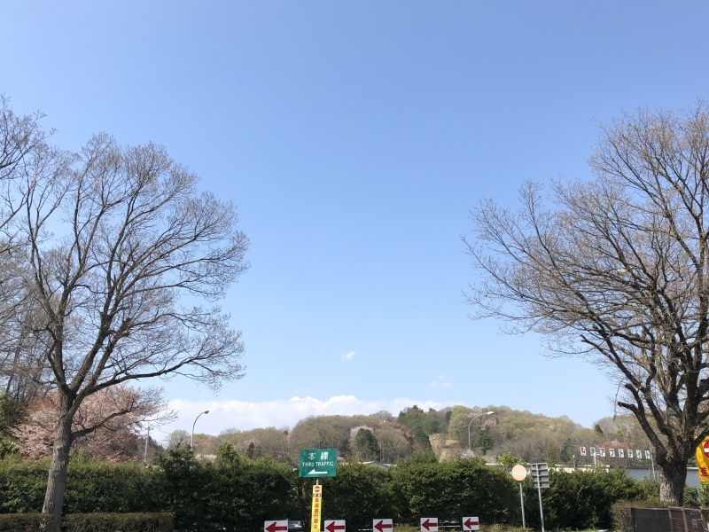 2年目の桜_a0129492_17432728.jpeg