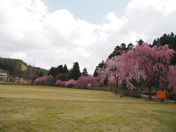 お花見_e0184696_21480109.jpg