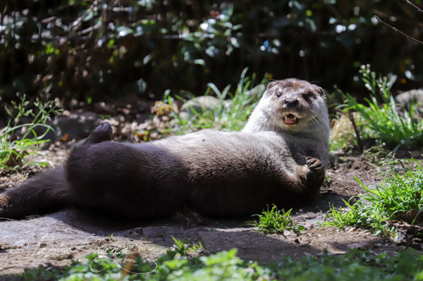 井の頭自然文化園　２０２０年３月２１日　カワウソ_e0398403_13003577.jpg