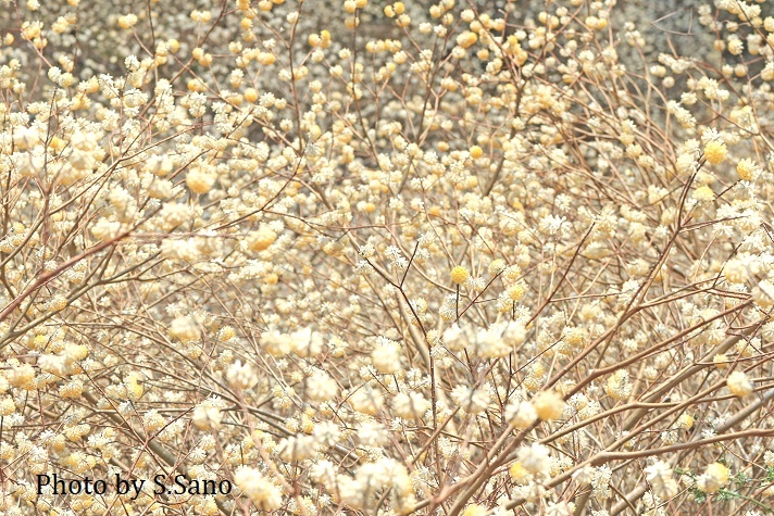ハコネサンショウウオの観察(2020年4月)_b0348205_13455411.jpg
