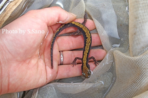 ハコネサンショウウオの観察(2020年4月)_b0348205_13481322.jpg