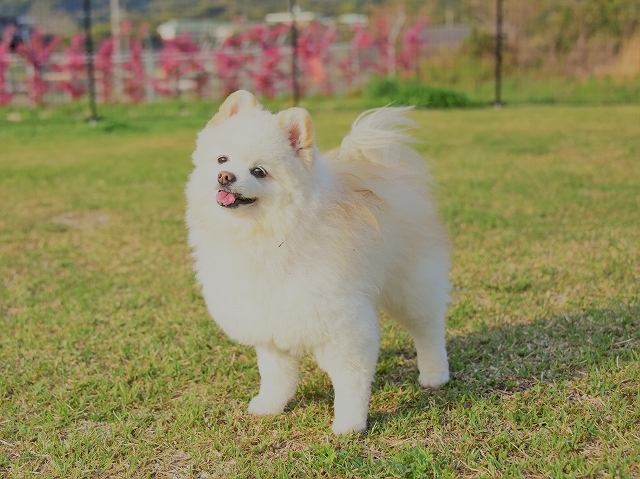 甲乙つけがたく大好き_d0360206_23370790.jpg