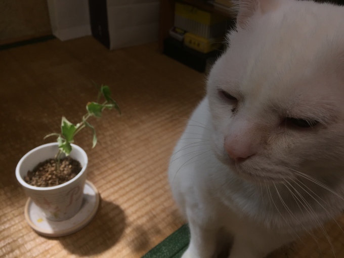 ほんとは土から作りたい。_c0180209_13573374.jpeg