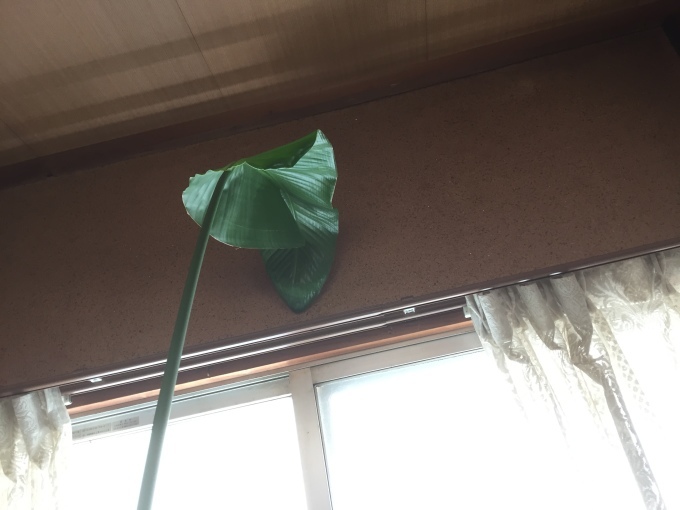 ほんとは土から作りたい。_c0180209_13580025.jpeg