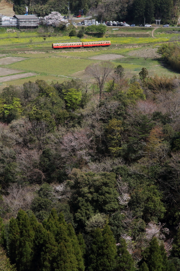 桜と菜の花は終わり近く新緑の季節が始まった - 2020年桜・小湊鉄道 -_b0190710_19353792.jpg