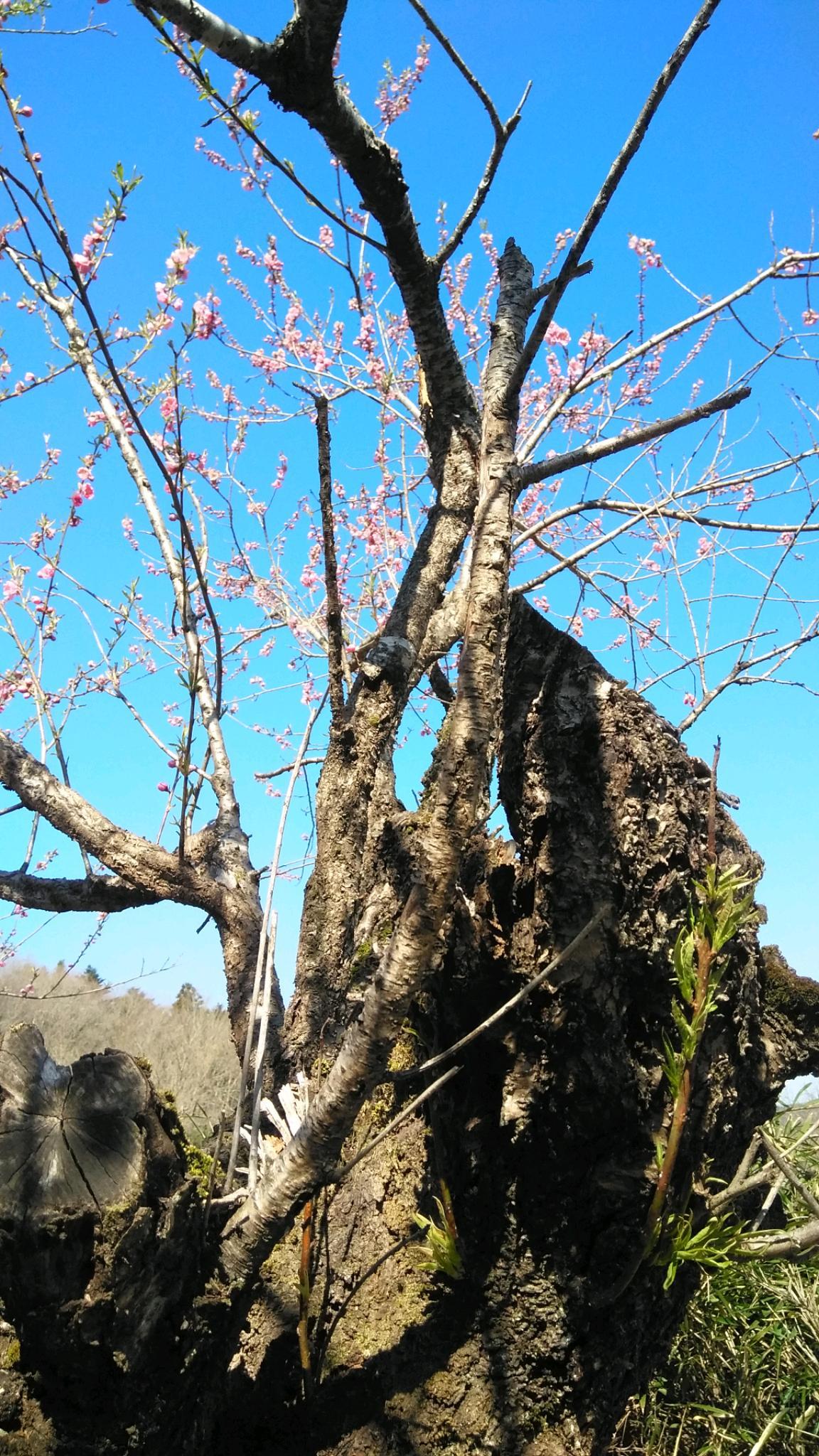 スマホの 写真一葉・短歌二首 5_c0216213_12180601.jpg