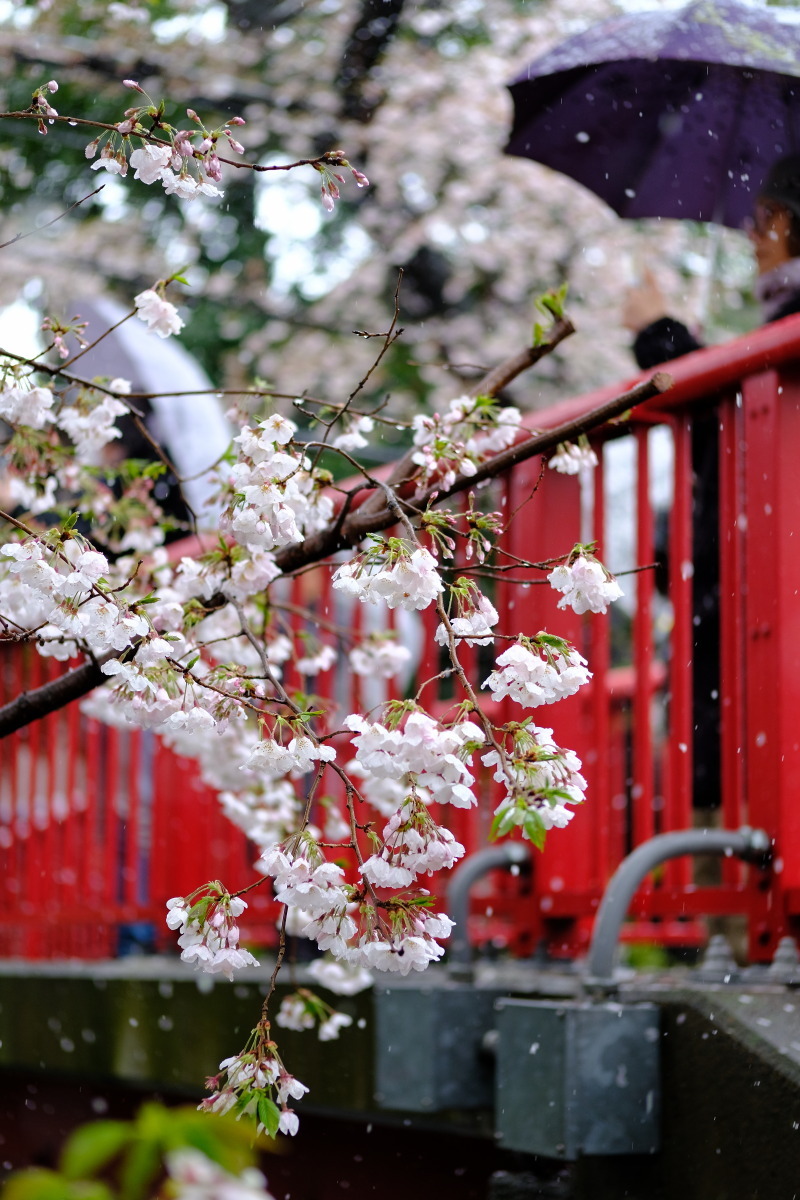 沼部　　春雪の桜坂_b0061717_21413582.jpg