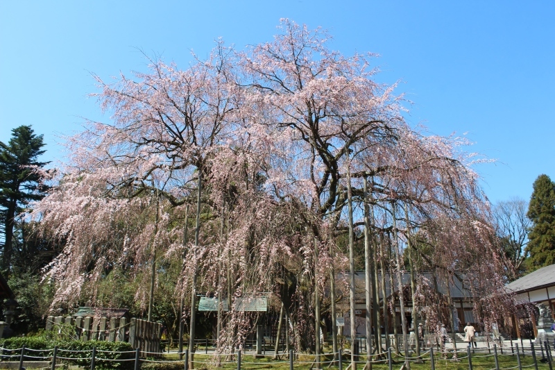 稲武の桶茶と愛知のお茶を楽しむ会、ありがとうございました_b0220318_12545422.jpg