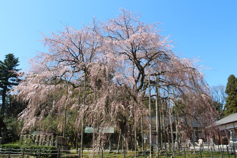 愛宕坂茶道美術館へ_b0220318_12545422.jpg