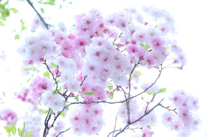 大宮公園の八重桜 さいたま日記 大宮公園の八重桜 さいたま日記