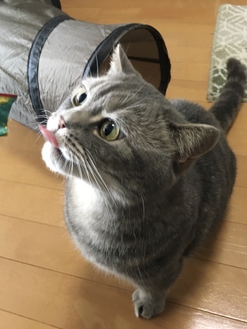 お留守番にゃんこギャラリー【March】_e0237625_16345364.jpeg