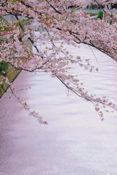 「2020年、桜の花筏」_a0000029_13214879.jpg
