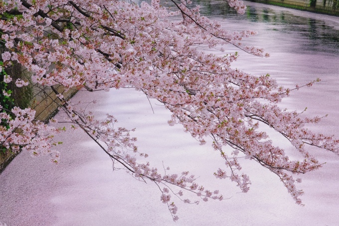 年 桜の花筏 じぶん日記