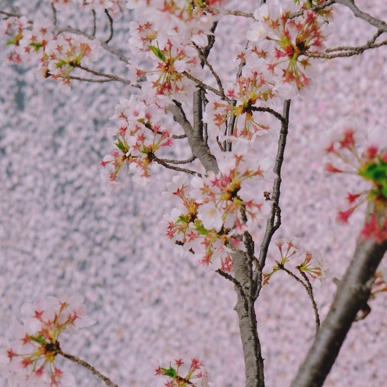 「2020年、桜の花筏」_a0000029_13261584.jpg