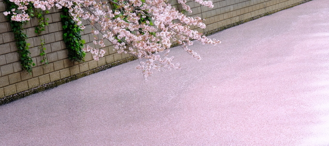 「2020年、桜の花筏」_a0000029_13262356.jpg