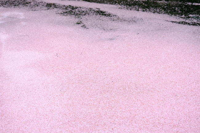 「2020年、桜の花筏」_a0000029_14370146.jpg