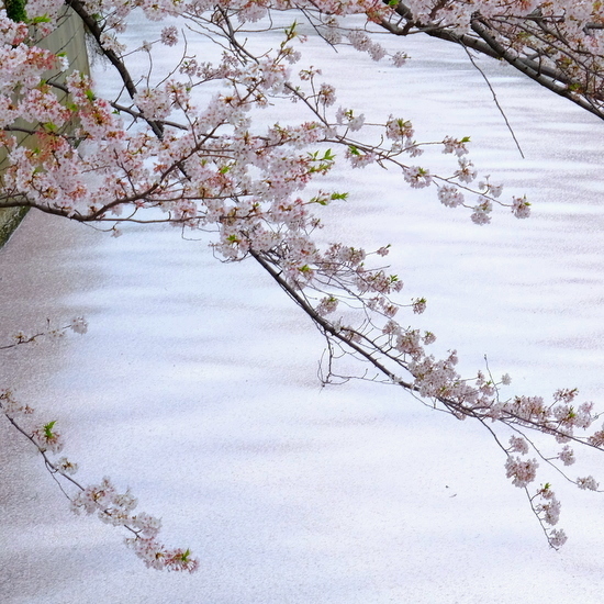 年 桜の花筏 じぶん日記 年 桜の花筏 じぶん日記