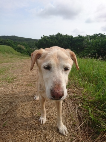 4月5日愛犬ティーダ15歳!!_c0070933_20534470.jpg