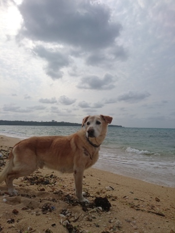 4月5日愛犬ティーダ15歳!!_c0070933_20534517.jpg
