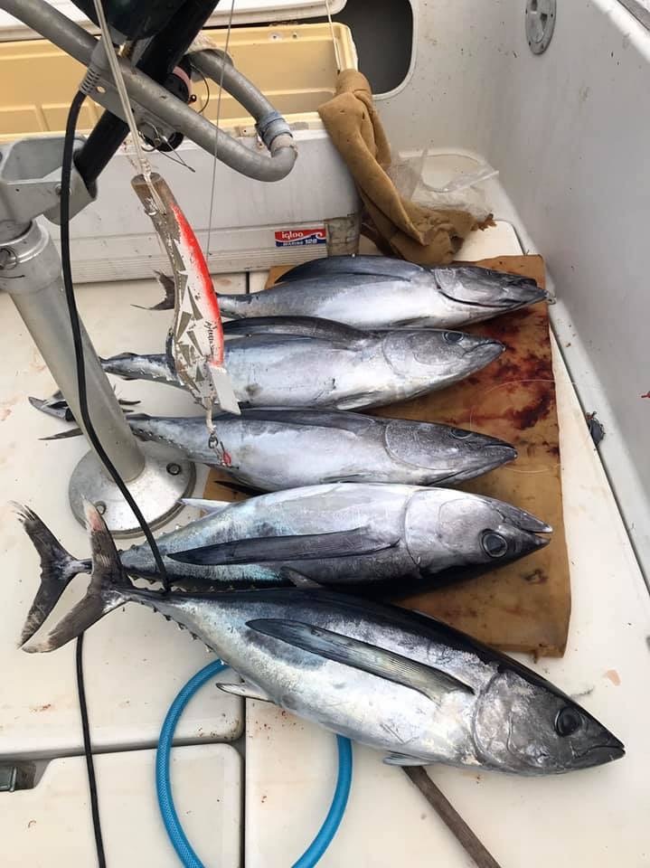 中部の海はトンボキハダ祭り_f0009039_11111047.jpeg