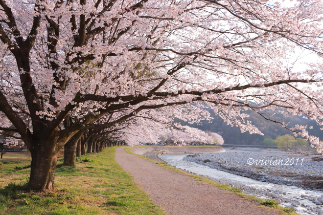鹿沼　出会いの森総合公園の桜を愛でる_e0227942_21305047.jpg