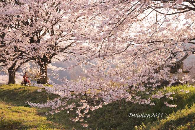 鹿沼　出会いの森総合公園の桜を愛でる_e0227942_21323285.jpg