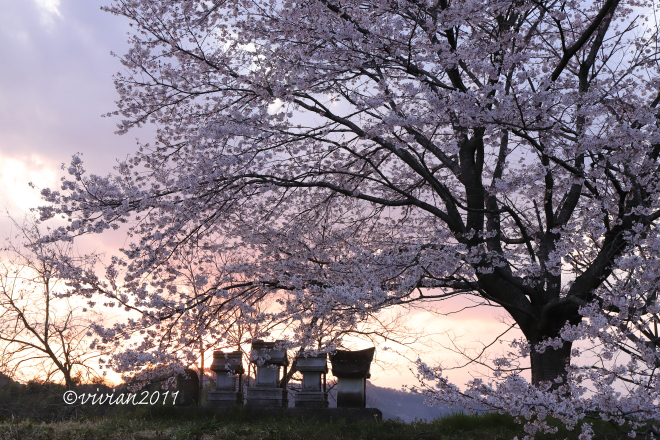 鹿沼　出会いの森総合公園の桜を愛でる_e0227942_21410915.jpg