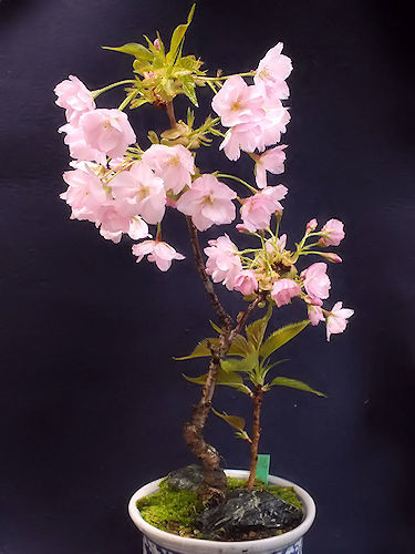 満開の盆栽の桜_e0413146_14153753.jpg