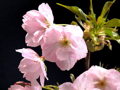 満開の盆栽の桜_e0413146_14155074.jpg