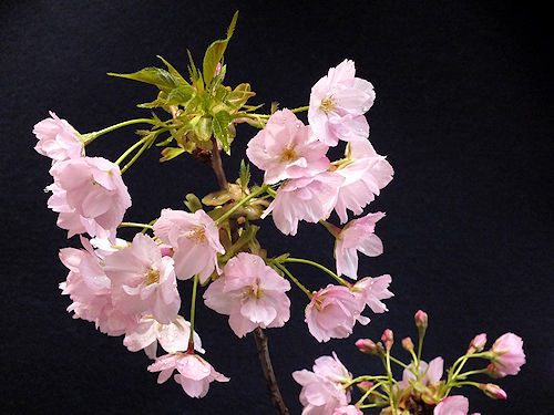 満開の盆栽の桜_e0413146_14385529.jpg