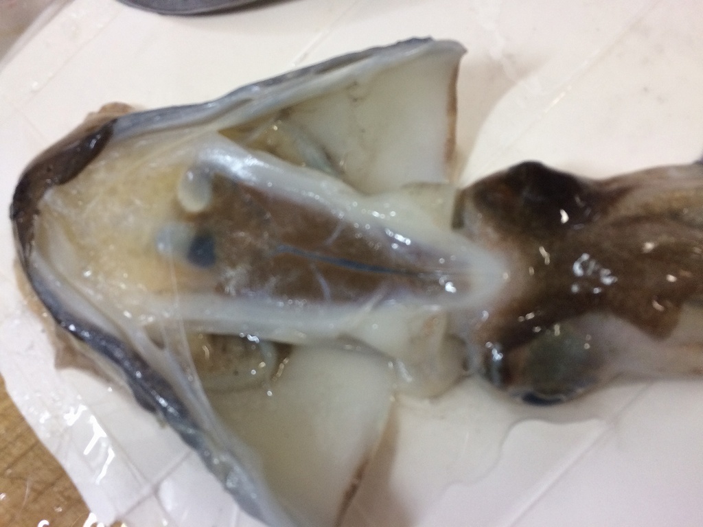 墨イカこと コウイカ これはやっぱり 買うべしの 化石部の父
