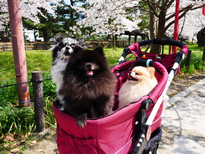 　　和歌山城公園も花見の宴会禁止　　２０２０-０４-０７　００：００ 　　_b0093754_23182276.jpg