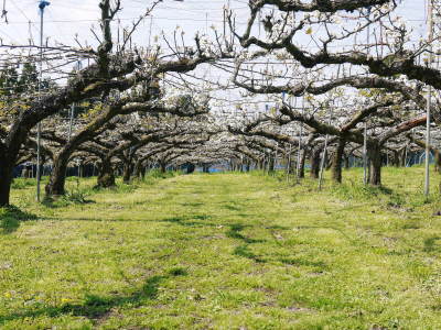 熊本梨 岩永農園 気温の上昇と共に、まずは最後に収穫する新高の花が咲き誇っていました_a0254656_18552527.jpg