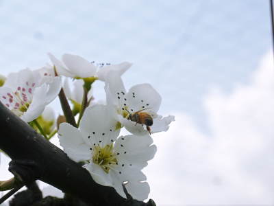 熊本梨 岩永農園 気温の上昇と共に、まずは最後に収穫する新高の花が咲き誇っていました_a0254656_19031368.jpg