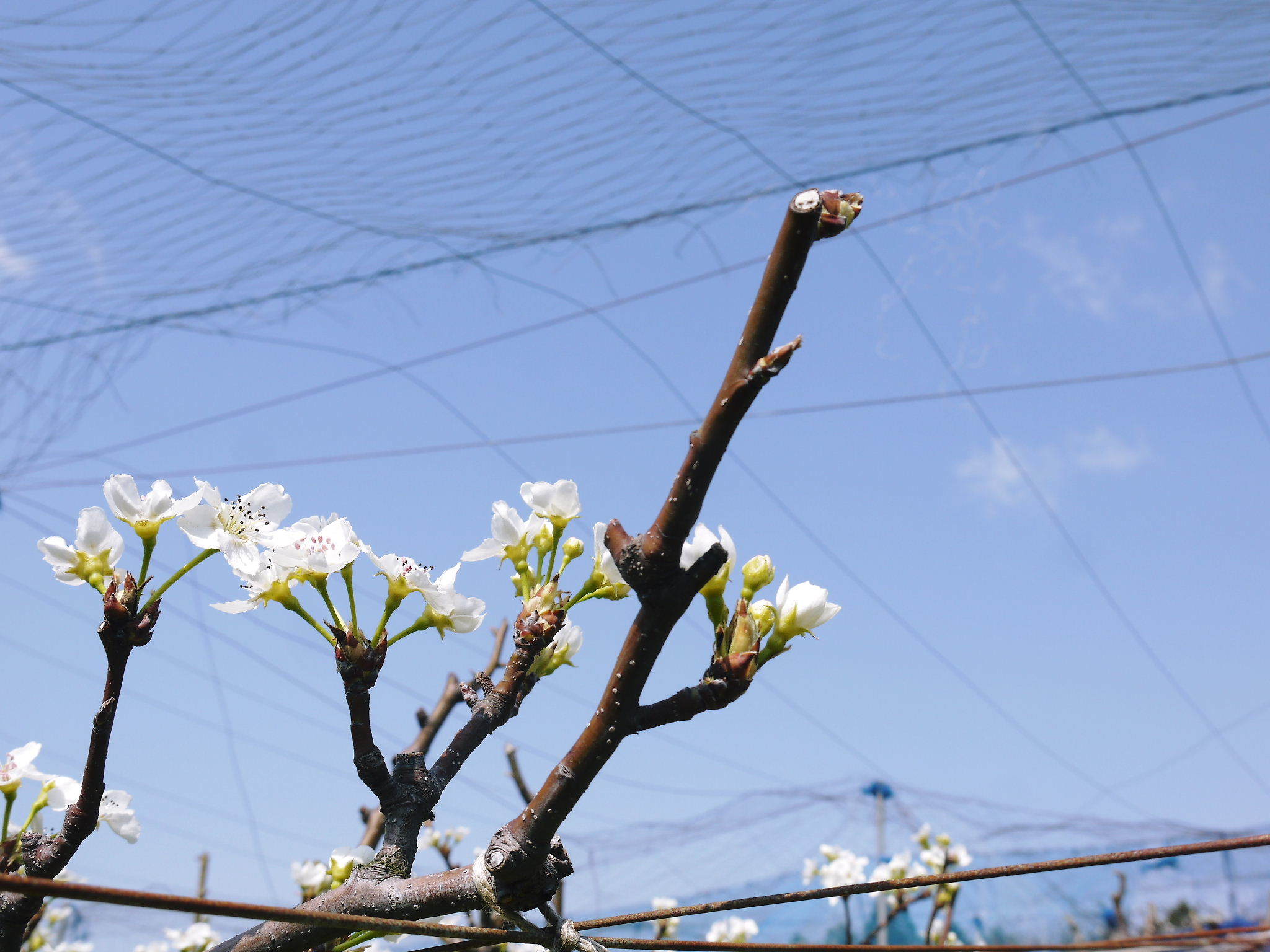 熊本梨 岩永農園 気温の上昇と共に、まずは最後に収穫する新高の花が咲き誇っていました_a0254656_19034766.jpg